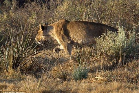 Trong chuyến du lịch tới một khu bảo tồn động vật hoang dã ở Botswana, nhiếp ảnh gia Jayesh Mehta đến từ Chicago (Mỹ) đã may mắn ghi lại được khoảnh khắc một con linh dương thoát chết ngoạn mục khỏi cuộc tấn công của một con sư tử cái.