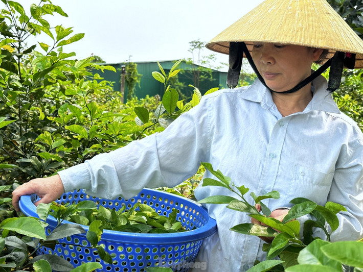 Anh Hóa chia sẻ, thời điểm hái lá chanh tốt nhất là vào buổi sáng. Thời điểm này không làm tổn thương nhiều cho cây và giữ được hương vị thơm, bùi của lá chanh.