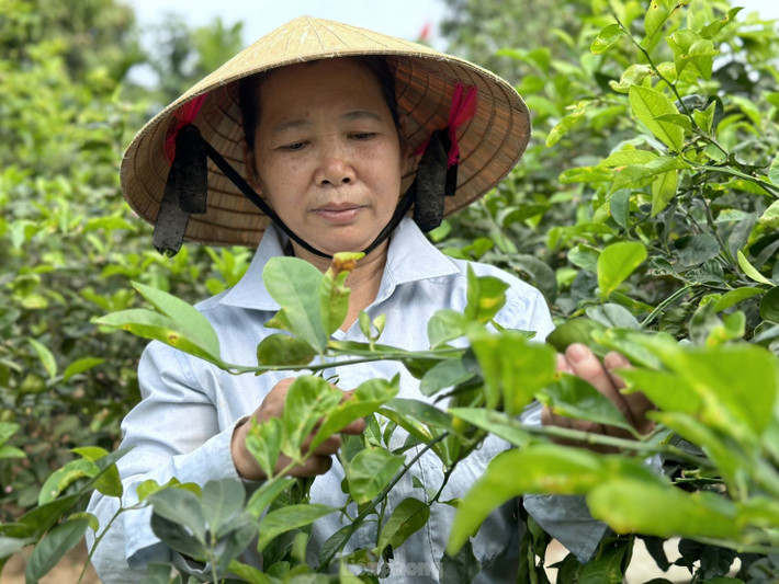 Ông Phạm Xuân Hùng - Chủ tịch Hội Nông dân xã Nam Kim (huyện Nam Đàn, Nghệ An), cho biết, toàn xã có hơn 206ha đất trồng chanh. Đây cũng là nguồn thu nhập chính của người dân nơi đây.