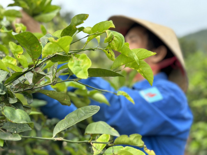 Thời gian đầu, người dân ở xã Nam Kim chỉ trồng cây chanh xen kẽ trong vườn với những cây ăn quả khác. Nhưng khi thấy cây chanh cho thu nhập tốt hơn những cây khác, người dân bắt đầu chuyển dần sang trồng chanh. "Đây là loại cây dễ tính, có tuổi thọ lâu, mỗi năm chỉ cần chăm sóc 3 lần, mùa nắng thì tưới thường xuyên để giữ nước cho cây", anh Hóa chia sẻ.