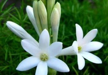 Không nên trồng những loại hoa có hương đậm như: Dạ lai hương, tức hoa Huệ.