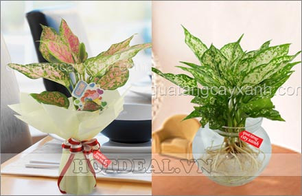 Khi mua cây, có khi cây được buộc hoặc tết dây ruy băng, đa phần mọi người đều cắt bỏ vì thấy màu đỏ trông quê mùa, xấu xí. Nhưng đó là sai lầm đáng tiếc bởi vô tình bạn đã làm mất cân bằng âm dương. Âm thịnh dương suy sẽ khiến bạn thất bại, đen đủi triền miên. (Bài mang tính tham khảo. Ảnh trong bài mang tính minh họa).