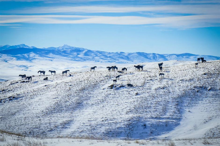 Bleu Horses, Montana: Loạt tượng bằng thép này là một ví dụ điển hình về nghệ thuật hài hòa với thiên nhiên. Nhìn từ xa, 39 bức tượng trông như những con ngựa thật, ngoại trừ việc chúng vẫn đứng yên lặng. Tác phẩm được tạo ra bởi nghệ sĩ địa phương Jim Dolan bên ngoài Quốc lộ 287, ở phía bắc Three Forks, kể từ năm 2013.