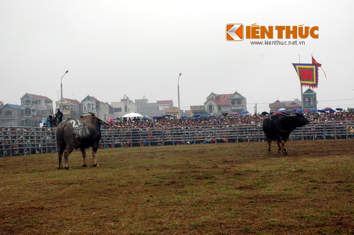 Ban đầu, trâu khá thận trọng...