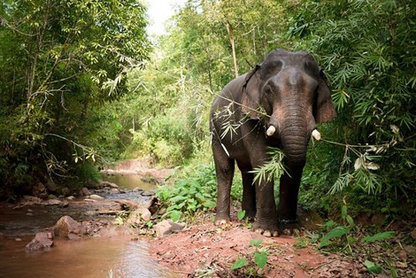 Những con voi nuôi thường được cắt ngà để bán và cũng là để tránh nguy hiểm cho những người xung quanh.