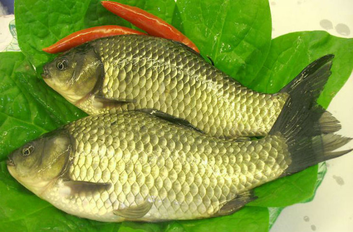Những lợi ích của ăn cá đối với phụ nữ mang thai. Mẹ bầu nên thường xuyên ăn cá, nhưng tốt nhất là không nên ăn dầu cá, vì dầu cá sẽ ảnh hưởng đến chức năng đông máu, phụ nữ mang thai ăn nhiều có thể làm tăng nguy cơ chảy máu. Đ ặc biệt cá ngừ đóng hộp, cá muối, cá hun khói, cá khô, rùa chết, lươn không nên ăn.