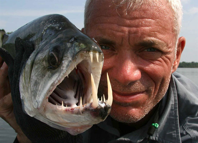 Piranha - loài cá ăn thịt lạnh lùng và tàn khốc: Cá Piranha có những chiếc răng sắc, nhọn, có thể cắn đứt cả kim loại. Chúng là loài cá khát máu. Một con bò sau 15 phút bị cá Piranha tấn công thì chỉ còn lại một bộ xương. Còn nếu là một con người thì chỉ cần 5 phút. Loài cá này sống theo bầy đàn, là loài cá bản địa ở Tây Đại Tây Dương, từ Massachusetts tới Bermuda và Argentina.