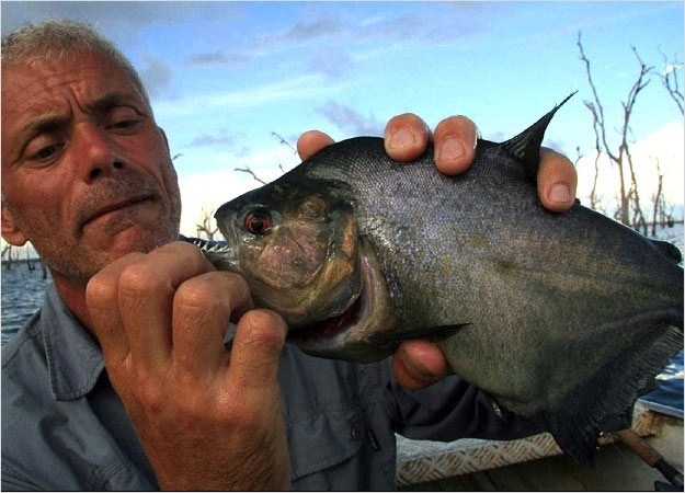 Một con piranha đen - loài lớn nhất trong số 40 loài piranha.