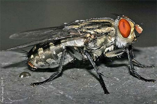 Ruồi trâu là loài côn trùng kí sinh chân khớp, bộ hai cánh, họ ruồi trâu (Tabanidae). Ở Việt Nam đã phát hiện hơn 80 loài ruồi trâu, trong đó loài phổ biến nhất kí sinh ở vật nuôi là Tabanus rubidus.