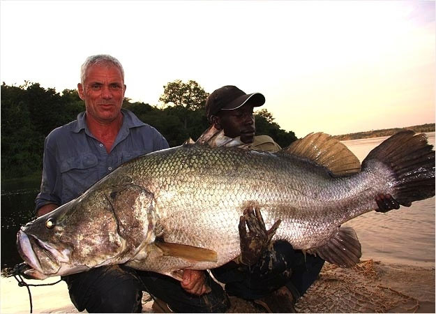 Một cá rô sông Nile. Loài này có thể phát triển đến 6 feet và nặng hơn 500 pounds.