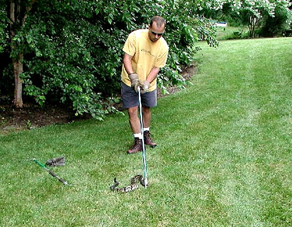 Có 4 loài rắn độc sinh sống ở bang Illinois, trong đó có hai loại rắn chuông. Tuy nhiên, NAC cho biết phần lớn lũ rắn ở Naperville đều là rắn không mang nọc độc. Dẫu vậy, ông David Drake, một chuyên gia về rắn, khuyến cáo người dân không nên đến gần hay khiêu khích chúng để tránh bị rắn tấn công, trong trường hợp xấu thì họ có thể "chọc giận" nhầm một con rắn độc.