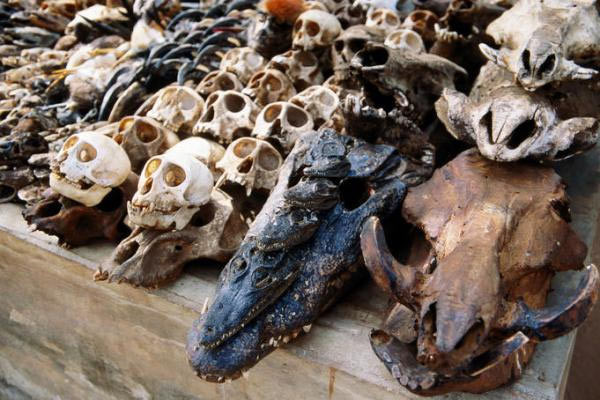 Ngày nay, những tôn giáo tin vào phép thuật vẫn được coi trọng ở các quốc gia như Togo, Ghana hay Nigeria.