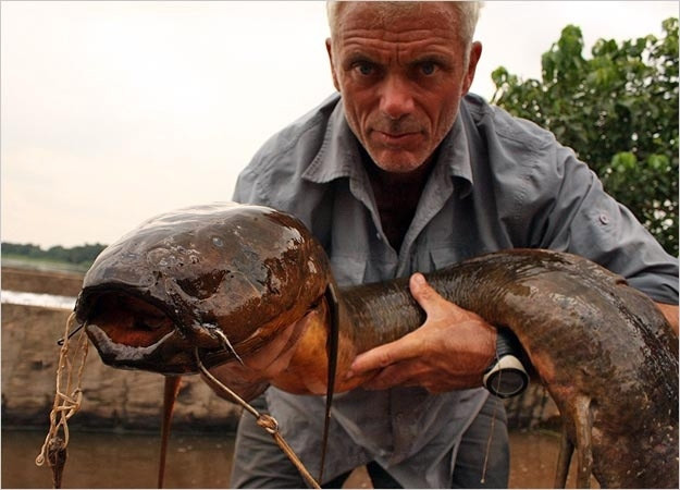 Một con cá phổi châu Phi.