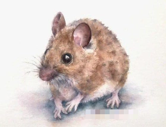 Tuổi Tý. Tý là người vừa giàu có, vừa có quyền lực. Trong cuộc sống người tuổi Tý luôn khiến mọi người phải nể phục và ngưỡng mộ bởi sự quyết đoán, cầu tiến và kiên định trong mọi quyết định.