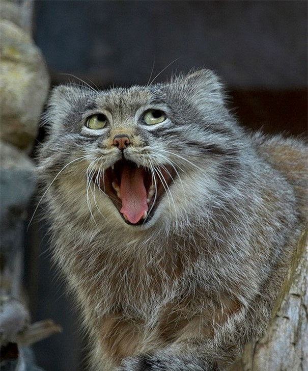 Sao cũng được