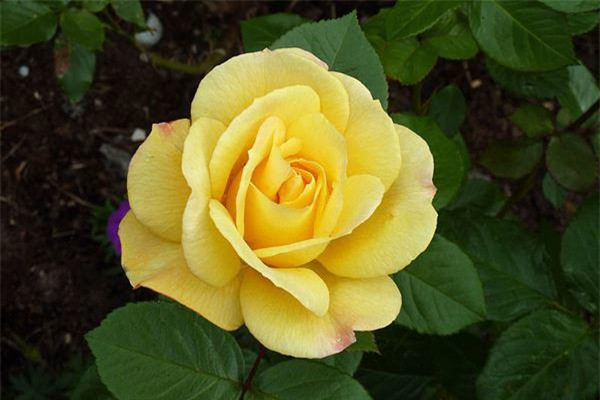 Vẻ đẹp ngọt ngào lãng mạn khiến hoa hồng là “nữ hoàng các loài hoa”.