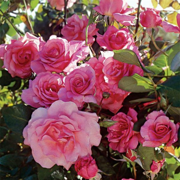 br/> Hoa hồng leo - Climbing Roses: Hoa hồng leo có nguồn gốc từ châu Âu, tên là hoa hồng leo nhưng thực sự thì không phải như dây leo, thân mềm và thường được gắn vào tường, hàng rào trang trí. Hoa hồng leo có nhiều màu sắc khác nhau như: Đỏ, trắng, hồng, tím và nở hoa vào tháng 4 và tháng 5.