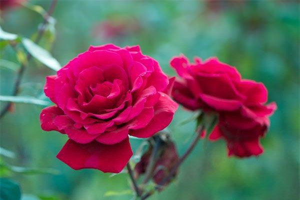 Hoa hồng Floribunda: Hoa hồng Floribunda là sự giao thoa giữa hồng trà lai và hoa hồng Polyantha. Hồng Floribundas có nhiều màu sắc khác nhau bao gồm cam, vàng, hồng, tím và trắng. Thân giống với các loài cây bụi, trang trí sân vườn hay công viên rất bắt mắt.