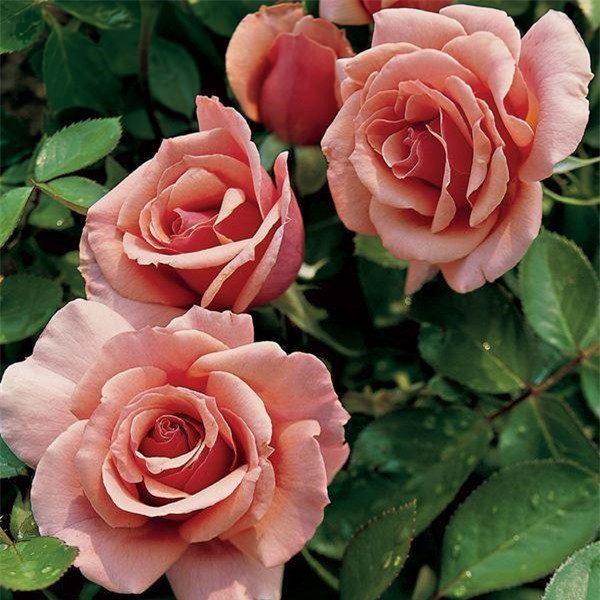 Hoa hồng Grandiflora: Hoa hồng Grandiflora có hoa lớn, phổ biến và màu sắc sặc sỡ, có thân dài rất cuốn hút. Thường làm hoa cưới, lẵng hoa tiệc, hoa để bàn,... rất thích hợp. Hoa mọc đơn lẻ hoặc theo cụm từ ba đến năm hoa.