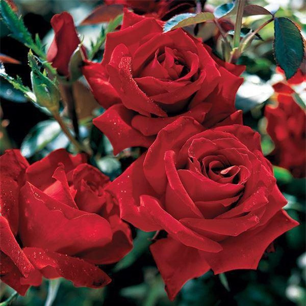 Hồng trà lai - Hybrid Tea. Hoa hồng trà lai là giống hoa hồng hiện đại phổ biến, ưa thích nhất hiện nay, nhiều màu sắc rất đa dạng. Chúng được biết đến với thân dài, thẳng đứng, có hoa lớn, hình búp trụ nhọn, có thể có đường kính lên đến 5 inch. Chúng là loại hoa hồng hiện đại nhất và tươi lâu, giá trị cao.