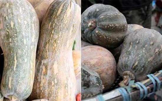 Bí đỏ Trung Quốc: Có kích thước lớn, quả dài, vỏ ngoài bóng và đẹp. Bí đỏ Việt Nam: Có kích thước nhỏ, vỏ ngoài sần sùi và hình dáng méo mó.