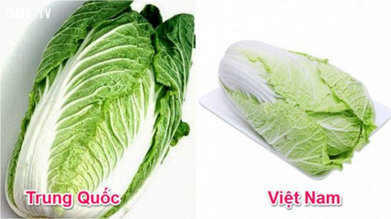 Cải thảo trồng tại Việt Nam có bắp thon dài, đầu búp thường xoăn hơn và hình thức không bắt mắt bằng cải thảo Trung Quốc. Cải thảo Trung Quốc tròn trịa hơn, đầu búp uốn vào và không xoăn.