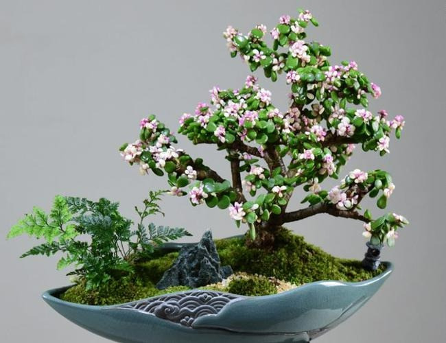 Với tên gọi cành vàng lá ngọc, cây cảnh này đứng đầu trong số những bông hoa giàu có. Lá của nó như ngọc, cành phủ vàng, tạo thành một bức tranh về sự giàu có và thu hoạch.
