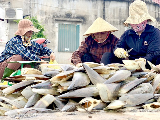 ##s###Những chủ thuyền nơi đây cho hay, những ngày qua lượng tàu thuyền đi khai thác sò mai rất nhiều.