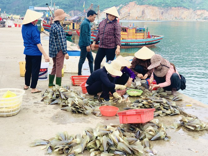 ##s###Sò mai được bán với giá nguyên vỏ, chưa bóc với giá từ 15-25 ngàn đồng/kg.