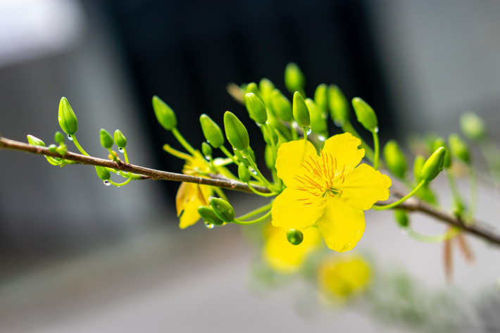 Bên cạnh đó, màu sắc vàng tươi của hoa mai cũng được xem là tượng trưng cho tiền tài, phú quý, giống như bạn đang bày "cây vàng" trong nhà vậy. Màu vàng tươi sáng cũng tượng trưng cho hy vọng, bình an, được mùa.