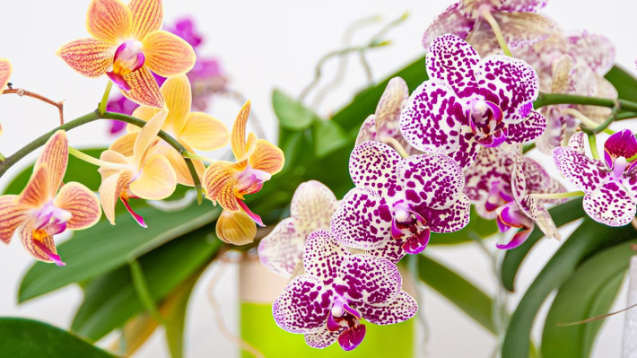 Đồng thời, nó cũng giúp chủ nhân nhà có thêm động lực và thuận lợi trong sự nghiệp và công danh. Lan hồ điệp tượng trưng cho sự sung túc, đầy đủ con cháu trong gia đình nên càng được nhiều người ưa thích. Có hoa lan trong nhà sẽ làm tăng mức độ hạnh phúc và thúc đẩy các mối quan hệ trong gia đình thêm bền chặt.