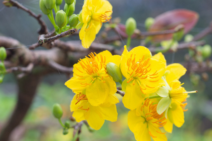 Chính vì vậy, hình ảnh của loài hoa này được đem ví như hình ảnh của người quân tử luôn kiên cường, bất khuất, mạnh mẽ vượt qua khó khăn, gian khổ.
