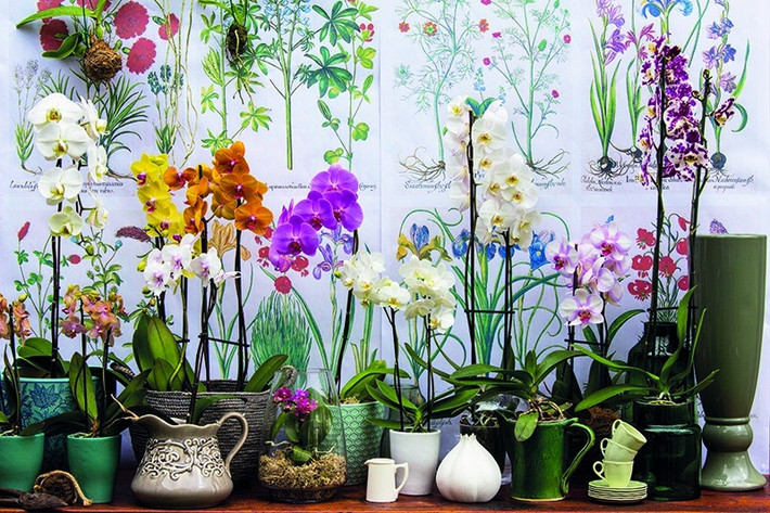 Hoa lan rất đa dạng và mỗi loài mang vẻ đẹp và ý nghĩa riêng biệt, tốt lành. Vẻ đẹp của hoa lan không chỉ ở hoa mà cả lá, rễ và hương thơm khiến nhiều người mê đắm. Ngoại trừ dung mạo xinh đẹp, hoa lan có mị lực, quyến rũ, mang phong độ quân tử, có khí chất cao ngạo, kiêu hãnh.