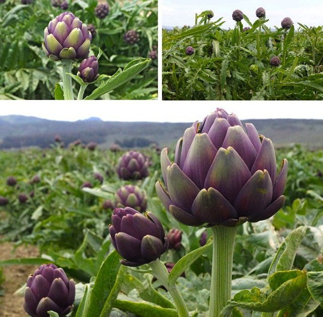 Bông hoa atiso tươi có giá 150.000 đồng - 250.000 đồng/kg, còn bông sấy khô có giá tới 500.000 đồng - 600.000 đồng/kg.