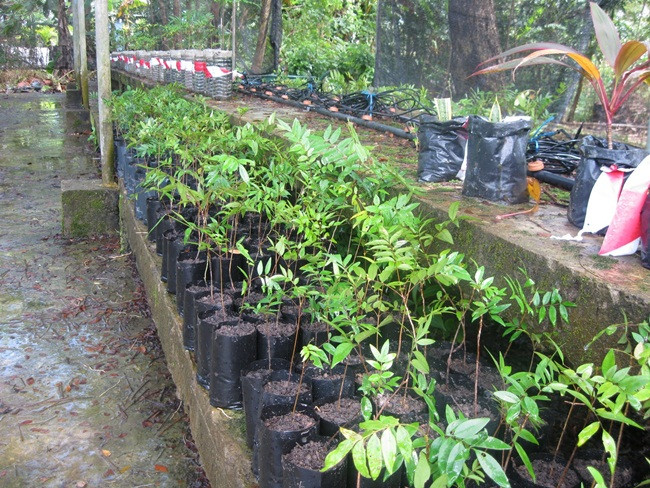 Chúng đươc xem là sản phẩm tốt cho nam giới. Tuy nhiên, việc sử dụng vẫn cần tham khảo ý kiến các bác sĩ Đông y.