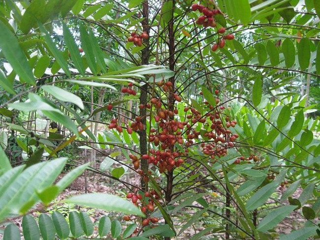 Theo tiếng Malaysia, cây này có tên là Tongkat Ali, ở nơi khác có tên là mật nhân.