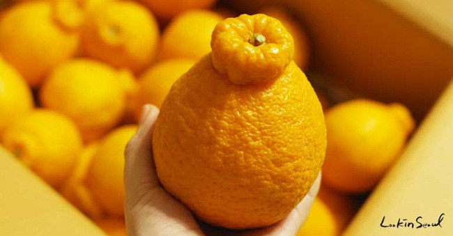 Loại quả này có hình dáng khá độc đáo như chiếc chum và còn được gọi là quýt chum. Thêm nữa, chúng có màu vàng nên còn được so sánh là "chum vàng".