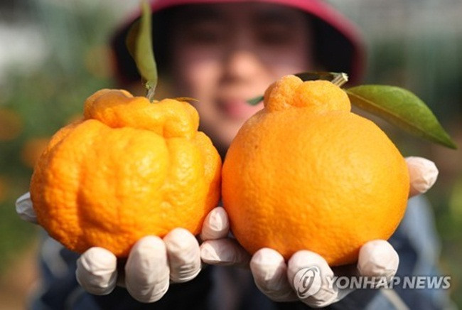 Quả phình to, đầu nhỏ và nhọn, màu vàng óng ánh như chum tiền nên người ta quan niệm loại quả này đưa về may mắn.