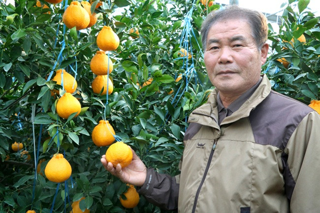 Tên Hallabong được đặt theo tên của núi Hallasan - nơi trồng nhiều loại quýt này.