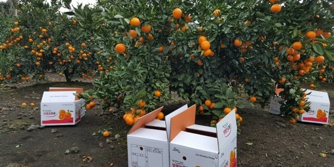 Tuy nhiên, ở Việt Nam, mức giá bán này đang là 700.000 đồng/kg.