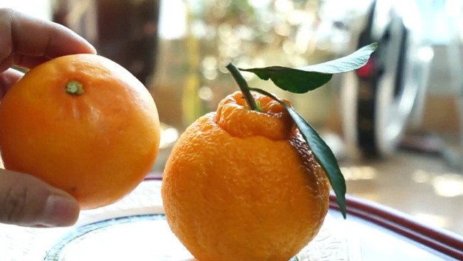 Loại quả này được trồng ở của Jeju, Hàn Quốc và thu hoạch khoảng tháng 11 và tháng 12.