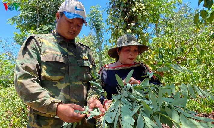 Cao điểm mùa khô (thường từ giữa tháng 3 đến đầu tháng 5 hàng năm), bà con người dân tộc thiểu số ở Tây Nguyên thường ra vườn, lên rẫy, vào rừng, lật từng chùm lá để bắt sâu, hái kén nhộng sâu muồng.