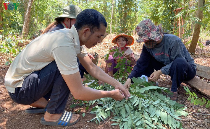 Anh Y Nhật Niê, xã Ea H'đing, huyện Cư M'gar cho biết: Kết thúc những đợt tưới cà phê, cây cối đâm chồi nảy lộc, sâu muồng phát triển mạnh. Khi sâu trưởng thành, chúng rời bỏ ngọn cây, xuống tán lá kéo kén. Cả sâu và nhộng đều có thể chế biến món ăn, nhưng ngon nhất vẫn là nhộng sâu (chế biến cả bao kén).