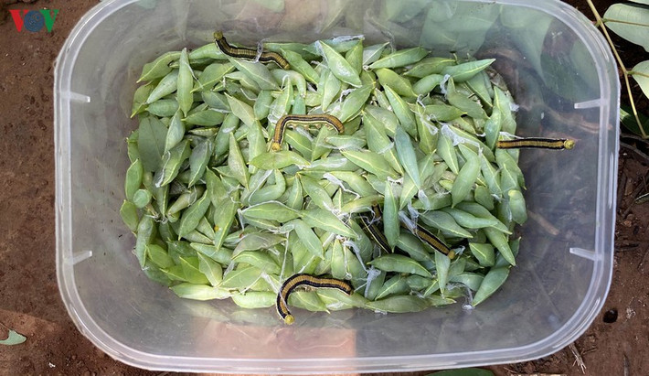 Mỗi ngày một người có thể bắt được 4-5kg kén nhộng muồng. Hiện kén nhộng muồng được bán với giá 170.000-200.000 đồng/kg.