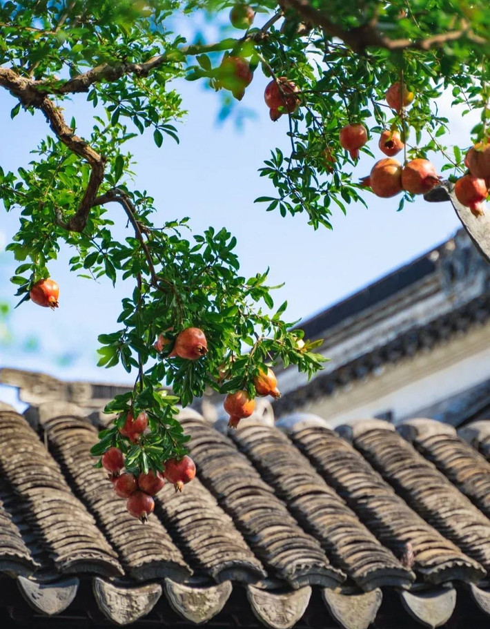 Người xưa cũng cho rằng cây lựu có tác dụng xua đuổi tà khí và âm khí ra khỏi nhà, khi chuyển hóa linh khí trong nhà, không khí sẽ trong lành hơn, người sống trong nhà cũng cảm thấy thoải mái. Đồng thời, sau khi năng lượng âm trong nhà không còn thì tài lộc, phúc lộc sẽ đến, vận khí trong nhà đương nhiên sẽ được cải thiện.