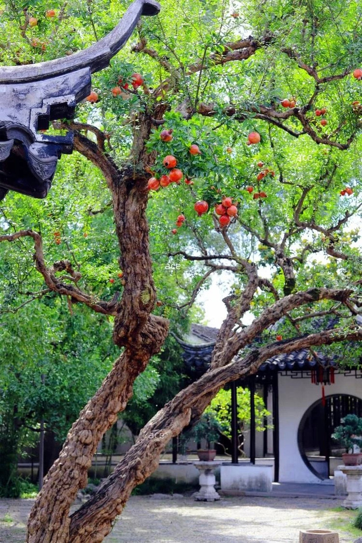 Cây lựu là một loài cây ăn quả lâu năm, cây thuộc dạng thân gỗ nhỏ có chiều cao trung bình khi trưởng thành vào khoảng 5 đến 8 mét. Thân cây già có màu xám và có tiết diện tròn, thân cây non có màu xám hơi đỏ, có tiết diện vuông có 4 cánh. Ảnh minh họa Toutiao