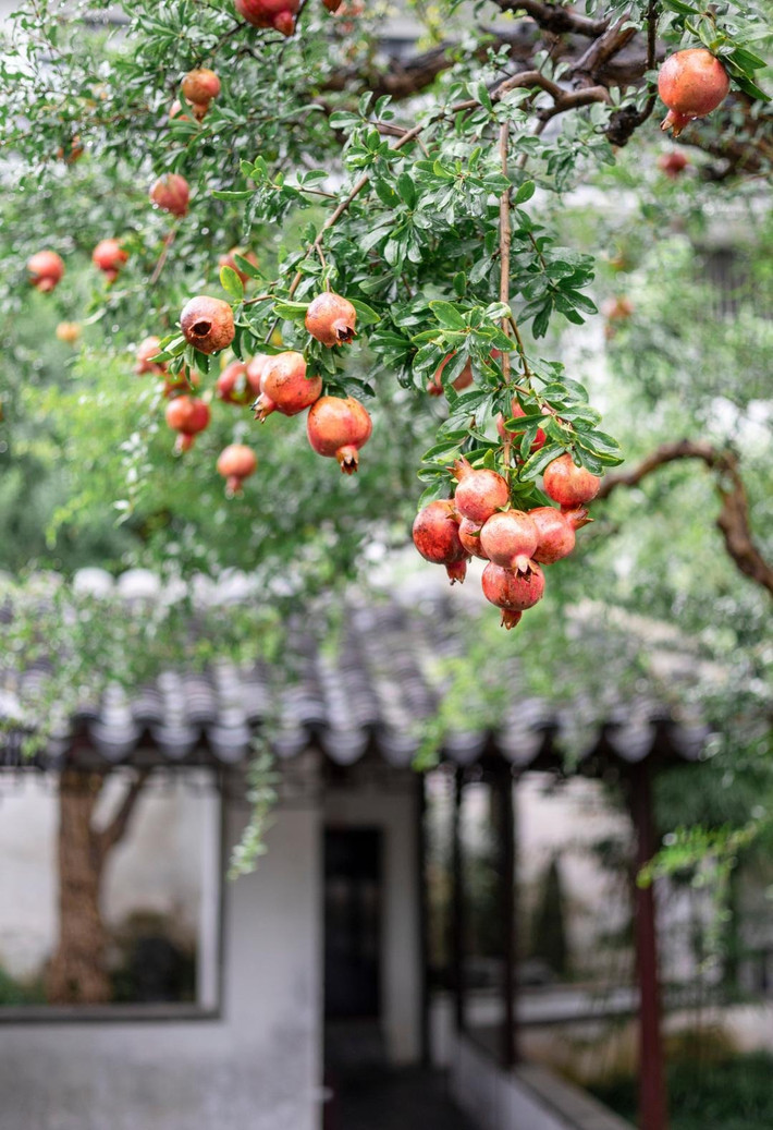 Lựu thông thường là sự lựa chọn hàng đầu để trồng tại vườn, với giá trị dinh dưỡng phong phú, ý nghĩa đẹp và giá trị làm cảnh cao, nó đã bén rễ thành công trong vườn và trở thành trái cây được người tiêu dùng ưa chuộng. Ảnh minh họa Toutiao