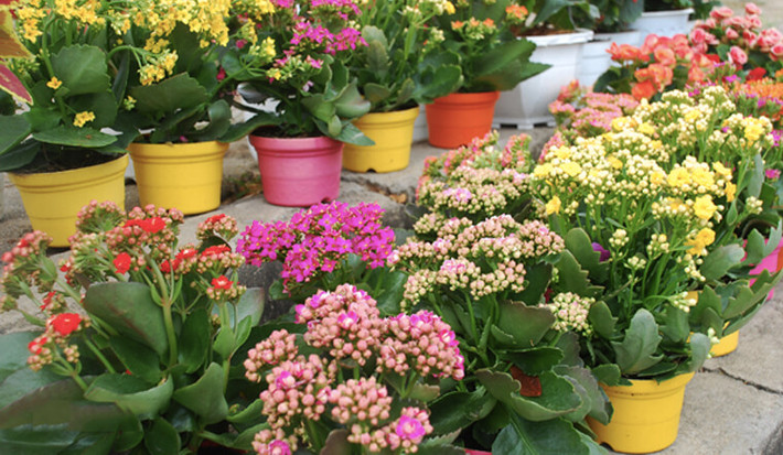 Thời gian ra hoa của cây cảnh này rất dài, khoảng nửa năm. Bạn chỉ cần mỗi tuần tưới nước một lần và đem phơi nắng. Càng lớn, cây cảnh sẽ càng mạnh mẽ và dễ nuôi.