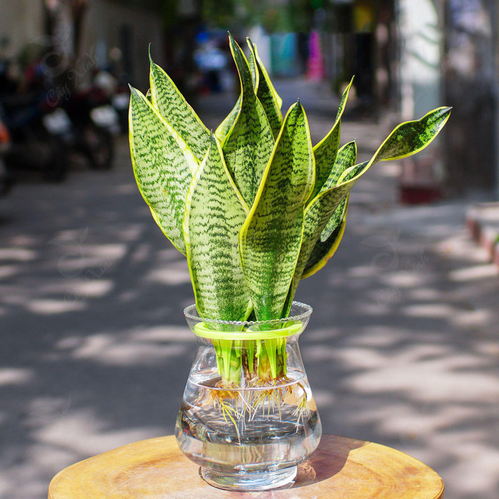 Trong phong thuỷ, cây cảnh này có tác dụng tốt trong việc trừ tà, xua đuổi ma quỷ và chống lại những điều không may mắn trong cuộc sống. Điều đáng nể ở cây cảnh lưỡi hổ chính là khả năng thanh lọc không khí của chúng. Cây cảnh này là chuyên gia hàng đầu trong việc thanh lọc không khí.