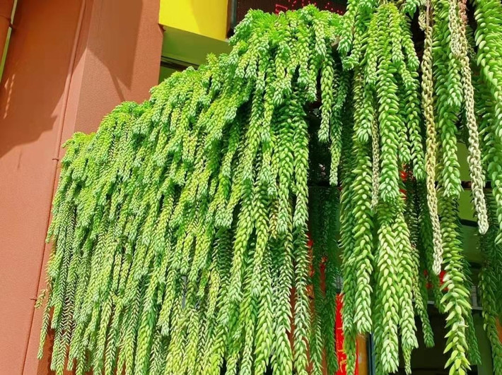 Nếu bạn đã chán những cây cảnh lá thì hãy chuyển sang trồng sen đá chuỗi ngọc này. Cây cảnh có vẻ đẹp kỳ lạ với những chiếc lá như viên bi gắn lại với nhau thành từng chuỗi, nặng trĩu và óng ả. Trồng cây cảnh này giúp ta trở lại cuộc sống thời thơ bé, nghịch ngợm và ngây thơ khi đùa nghịch với những chiếc lá như một viên kẹo xanh bé nhỏ. Ảnh minh họa Toutiao